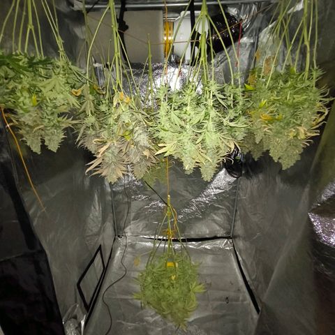 Strawberry Cough growlog timeline photo
