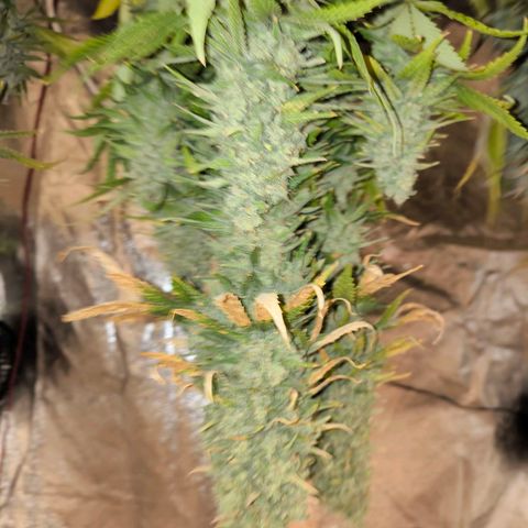 Strawberry Cough growlog timeline photo