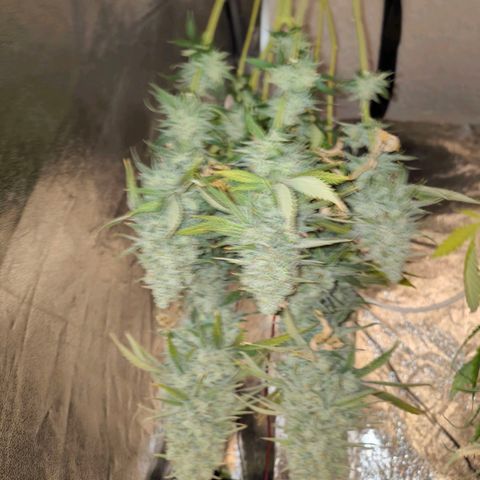 Strawberry Cough growlog timeline photo