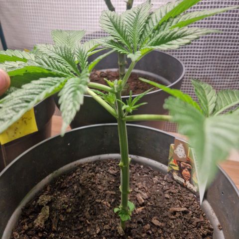 Grease Monkey (Feminisiert) growlog timeline photo