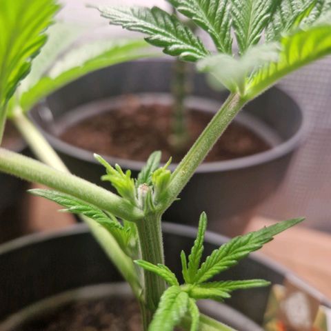 Grease Monkey (Feminisiert) growlog timeline photo