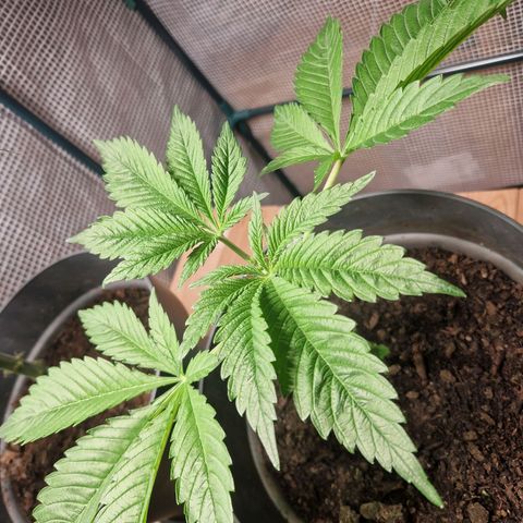 Grease Monkey (Feminisiert) growlog timeline photo