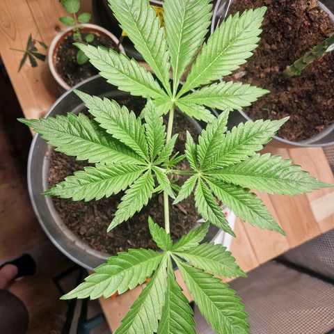 Grease Monkey (Feminisiert) growlog timeline photo