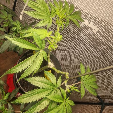 Grease Monkey (Feminisiert) growlog photo: Gut sieht anders aus. 3 von 8 Trieben übrig. 