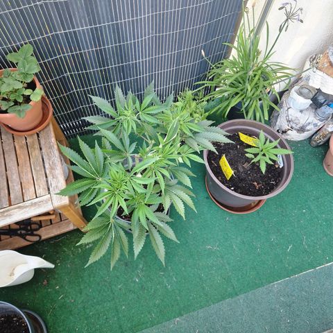 Grease Monkey (Feminisiert) growlog timeline photo