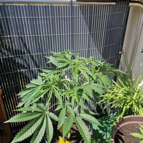 Grease Monkey (Feminisiert) growlog timeline photo