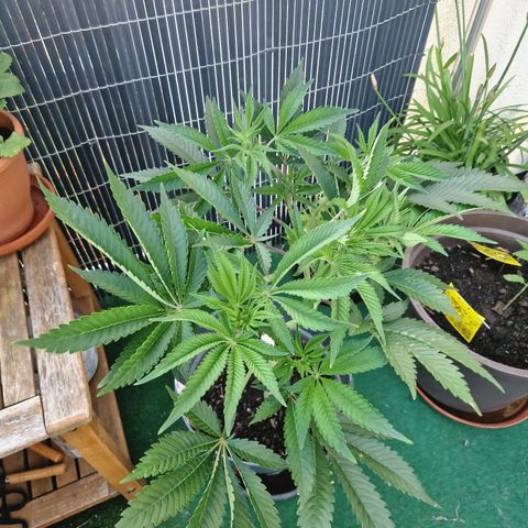 Grease Monkey (Feminisiert) growlog timeline photo