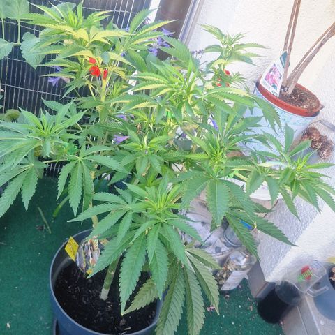 Grease Monkey (Feminisiert) growlog timeline photo