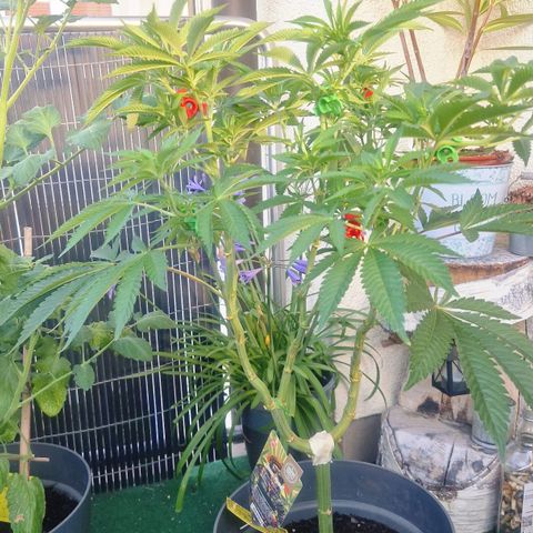 Grease Monkey (Feminisiert) growlog timeline photo