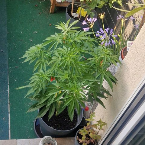 Grease Monkey (Feminisiert) growlog timeline photo