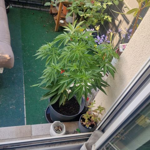 Grease Monkey (Feminisiert) growlog timeline photo