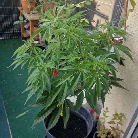 Grease Monkey (Feminisiert) growlog timeline photo