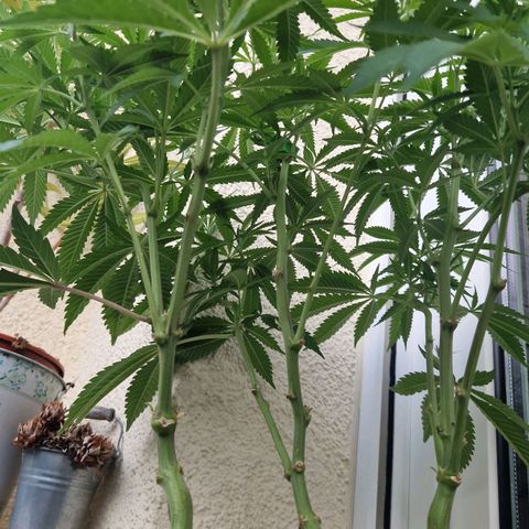 Grease Monkey (Feminisiert) growlog timeline photo