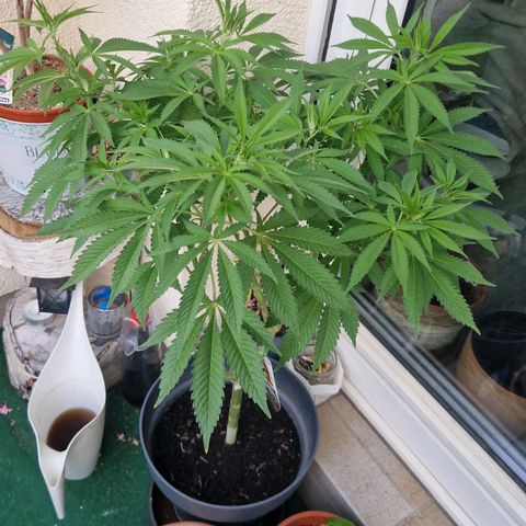 Grease Monkey (Feminisiert) growlog timeline photo