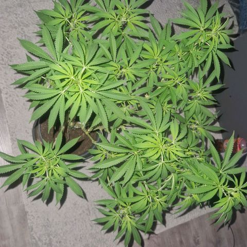 Grease Monkey (Feminisiert) growlog photo: Ab in die Blüte würde ich sagen?
