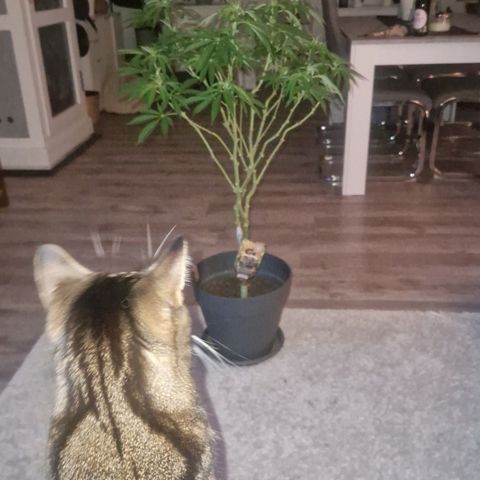 Grease Monkey (Feminisiert) growlog photo: Ab in die Blüte würde ich sagen?