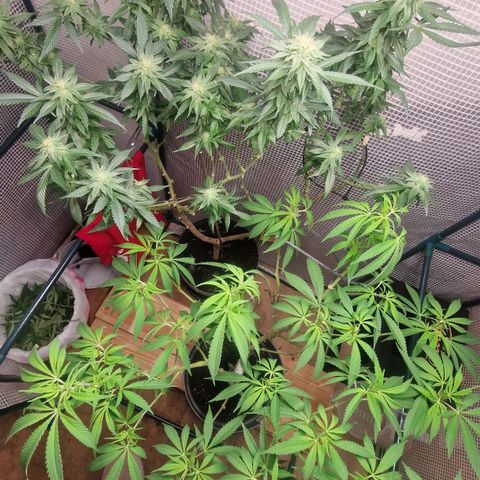 Grease Monkey (Feminisiert) growlog timeline photo