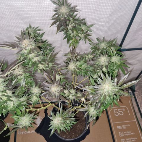 Grease Monkey (Feminisiert) growlog timeline photo