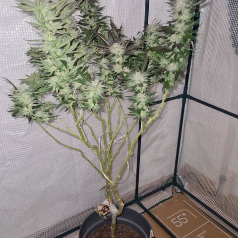 Grease Monkey (Feminisiert) growlog timeline photo