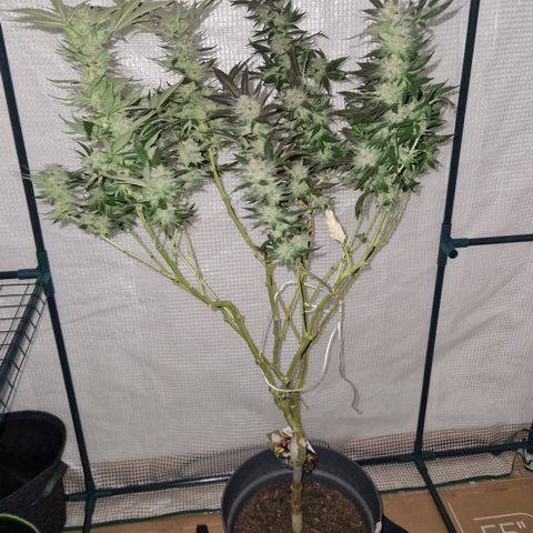 Grease Monkey (Feminisiert) growlog timeline photo