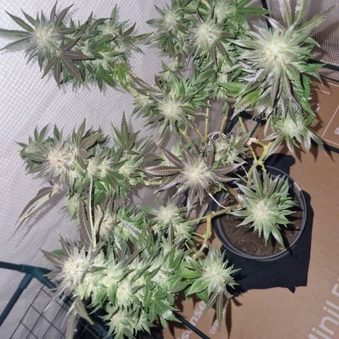 Grease Monkey (Feminisiert) growlog timeline photo