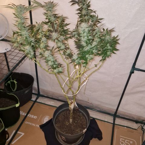 Grease Monkey (Feminisiert) growlog timeline photo