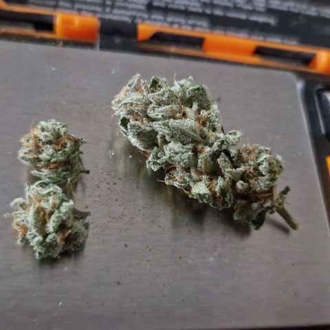 Grease Monkey (Feminisiert) growlog photo: Erste Hälfte: 11,29g
Bei 41% - 19,8°C
(Zu schnell getrocknet)