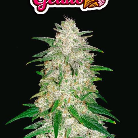 Gelato Auto #2 growlog timeline photo