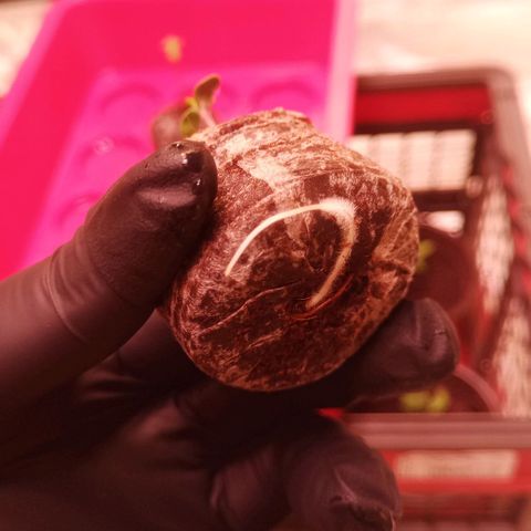 Gelato Auto #2 growlog photo: Pfahlwurzel ist durch den Jiffy, Zeit für den 20L Endtopf