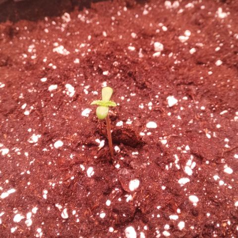 Gelato Auto #2 growlog photo: Umgetopft in BioBuzz Light Erde.
20L Stofftöpfe