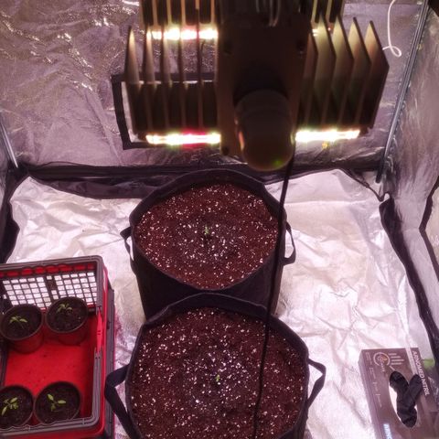 Gelato Auto #2 growlog photo: Umgetopft in BioBuzz Light Erde.
20L Stofftöpfe
