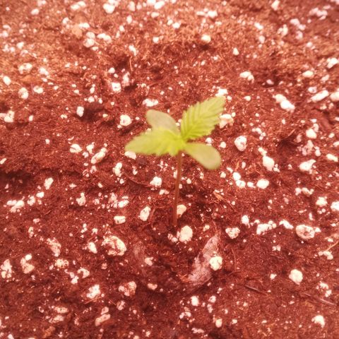 Gelato Auto #1 growlog timeline photo