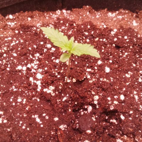 Gelato Auto #2 growlog timeline photo