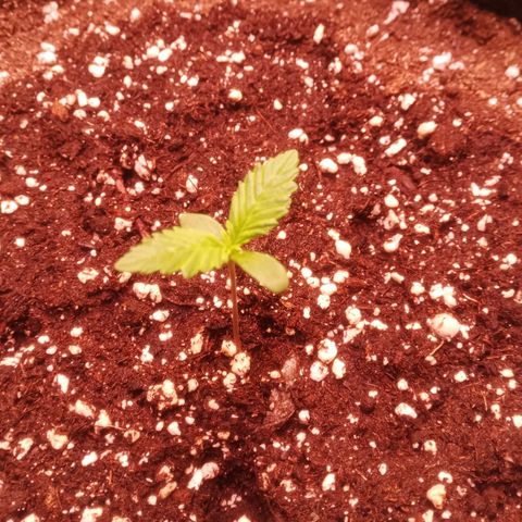 Gelato Auto #1 growlog timeline photo