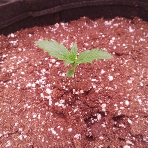 Gelato Auto #2 growlog timeline photo