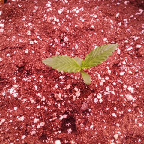 Gelato Auto #1 growlog timeline photo