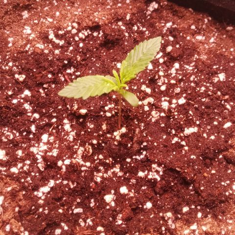 Gelato Auto #1 growlog timeline photo