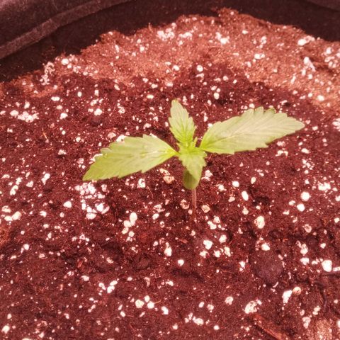 Gelato Auto #2 growlog timeline photo