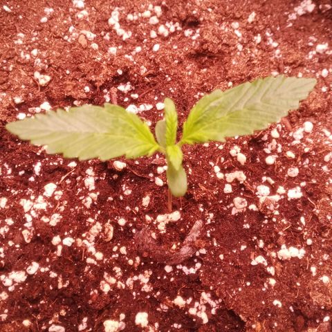 Gelato Auto #1 growlog timeline photo