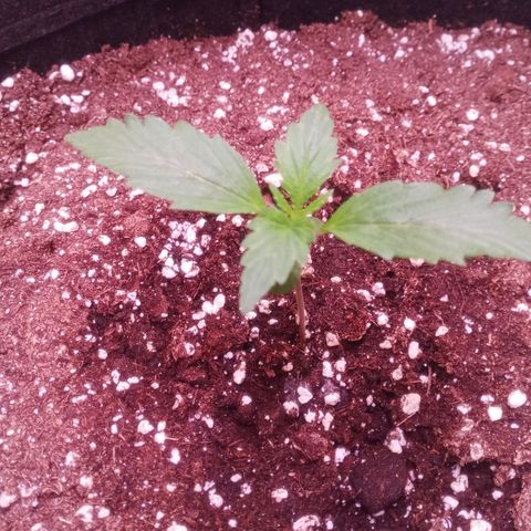 Gelato Auto #2 growlog timeline photo