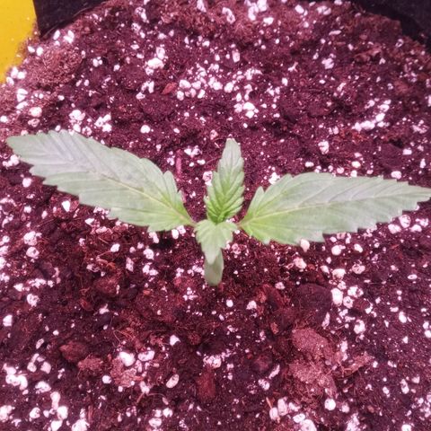 Gelato Auto #1 growlog timeline photo