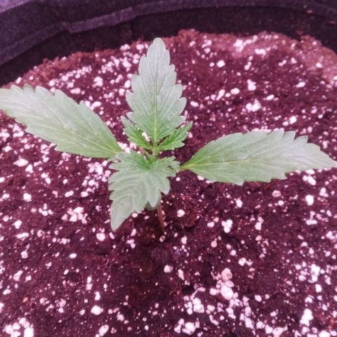 Gelato Auto #2 growlog timeline photo