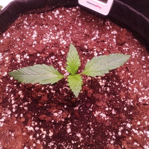 Gelato Auto #1 growlog timeline photo
