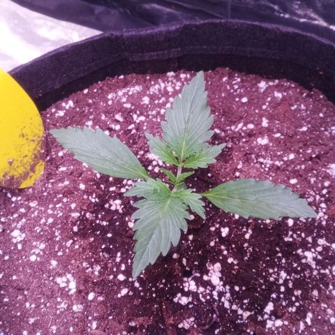 Gelato Auto #2 growlog timeline photo