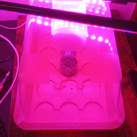 AK 420 growlog photo: Sämling unter eine USB LED gestellt.