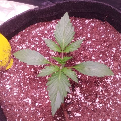 Gelato Auto #2 growlog photo: Die Ladys scheinen den Dünger gut zu vertragen