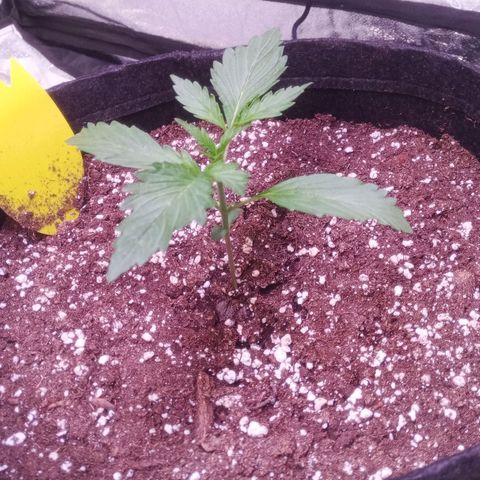Gelato Auto #2 growlog photo: Die Ladys scheinen den Dünger gut zu vertragen