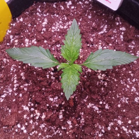 Gelato Auto #1 growlog timeline photo