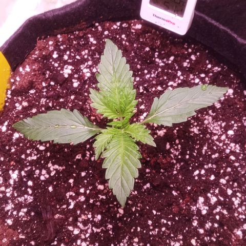 Gelato Auto #1 growlog timeline photo