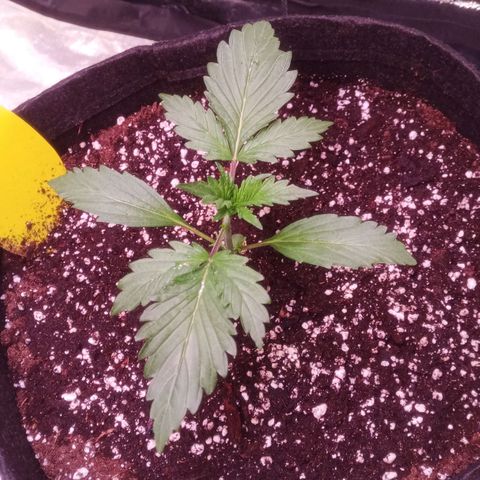 Gelato Auto #2 growlog timeline photo